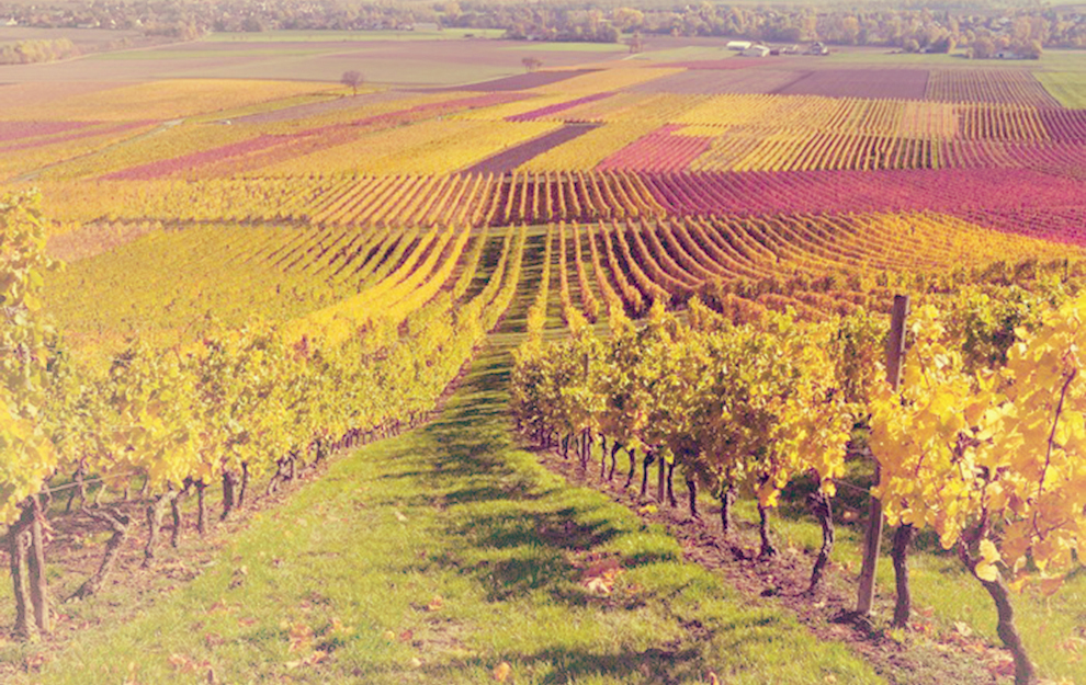 weingebebiet Bordeaux